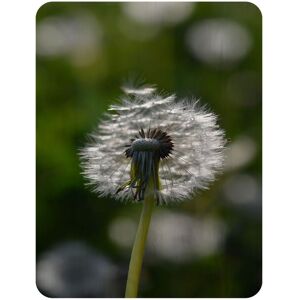 Benjamin Tate Design fluffy flower Designer Blanket in Natural Size: 120 cm x 150 cm Natural 120 cm x 150 cm Benjamin Tate Design fluffy flower Designer Blanket in Natural Size: 120 cm x 150 cm Natural 120 cm x 150 cm