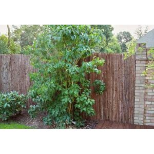 Primrose Natural Bark Privacy Screening Roll Garden Fence 4m x 1.5m in Brown Brown Primrose Natural Bark Privacy Screening Roll Garden Fence 4m x 1.5m in Brown Brown