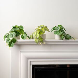 Scottish Everlastings Ltd Set 3 Plants in Speckled Ceramic Pots in Green Green Scottish Everlastings Ltd Set 3 Plants in Speckled Ceramic Pots in Green Green