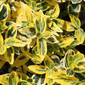 Plant Theory Emerald 'N' Gold Winter Creeper Shrub Plant Euonymus Fortunei 2L Pot in Green Green Plant Theory Emerald 'N' Gold Winter Creeper Shrub Plant Euonymus Fortunei 2L Pot in Green Green
