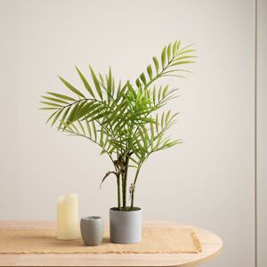 Scottish Everlastings Ltd 66cm Palm in Grey Plastic Pot in Green Green Scottish Everlastings Ltd 66cm Palm in Grey Plastic Pot in Green Green