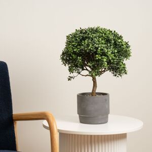 Scottish Everlastings Ltd 45cm Mini Topiary Plant in Cement Pot in Green Green Scottish Everlastings Ltd 45cm Mini Topiary Plant in Cement Pot in Green Green