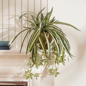 Scottish Everlastings Ltd 36cm Spider Plant in Rustic Pot in Green Green Scottish Everlastings Ltd 36cm Spider Plant in Rustic Pot in Green Green
