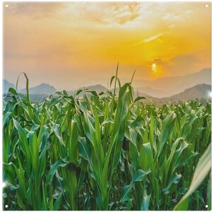 Benjamin Tate Design Green corn field in agricultural sun Designer Splash Back in Natural Natural Benjamin Tate Design Green corn field in agricultural sun Designer Splash Back in Natural Natural