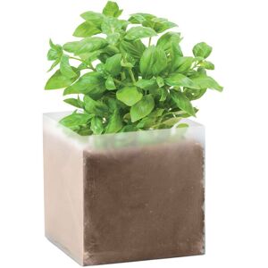 MidOcean Basil Basil Seeds in Beige Beige MidOcean Basil Basil Seeds in Beige Beige