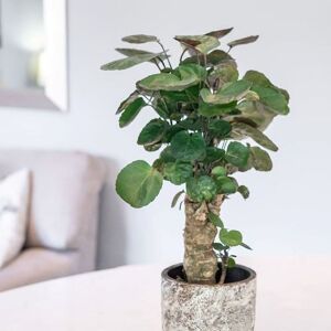 Primrose Polyscias Fabian Aralia 45cm Indoor Houseplant Low Light 12cm Pot in Green Green Primrose Polyscias Fabian Aralia 45cm Indoor Houseplant Low Light 12cm Pot in Green Green