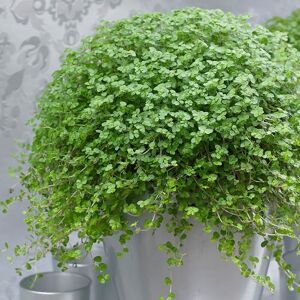 Primrose Mind Your Own Business Soleirolia Houseplant Indoor Foliage Plant 13cm Pot 15cm in Green Green Primrose Mind Your Own Business Soleirolia Houseplant Indoor Foliage Plant 13cm Pot 15cm in Green Green