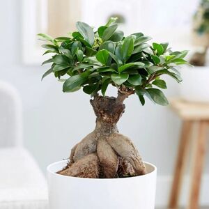 Primrose Ficus Microcarpa Ginseng Indoor Bonsai Tree Ficus 40cm Indoor Plant 15cm Pot in Green Green Primrose Ficus Microcarpa Ginseng Indoor Bonsai Tree Ficus 40cm Indoor Plant 15cm Pot in Green Green