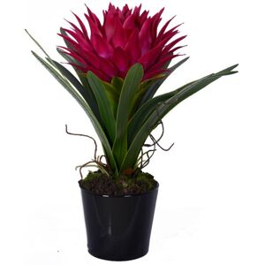 Orsina Fiori Pink Tropical Plant with Black Ceramic Pot Pink Orsina Fiori Pink Tropical Plant with Black Ceramic Pot Pink