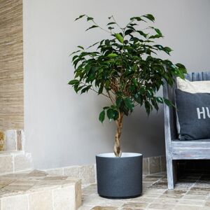 Ivyline Leon Granite Planter, H27cm x D32cm in Stone Stone Ivyline Leon Granite Planter, H27cm x D32cm in Stone Stone
