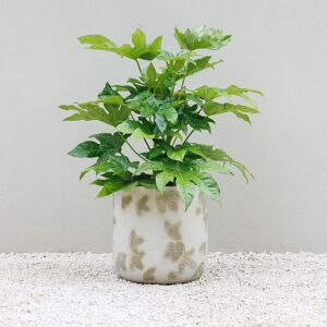 Primrose Natural Stone Effect Round Patio Planter in Embossed Leaf Pattern 44cm in Grey Grey Primrose Natural Stone Effect Round Patio Planter in Embossed Leaf Pattern 44cm in Grey Grey