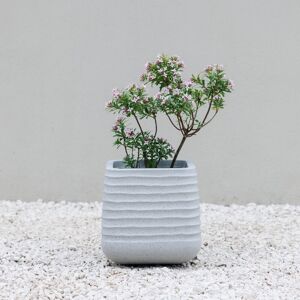 Primrose Square Ridged Outdoor Planter Garden Flower Pot 28cm in Grey Grey Primrose Square Ridged Outdoor Planter Garden Flower Pot 28cm in Grey Grey