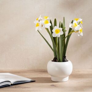Scottish Everlastings Ltd 42cm Daffodil Spray in Ceramic Pot in Green Green Scottish Everlastings Ltd 42cm Daffodil Spray in Ceramic Pot in Green Green