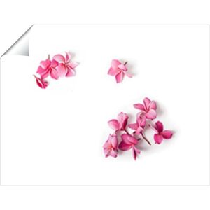 Warren Reed - Designer Pink Frangipani Flowers Unframed Art Print Size: W12" x H16" Multicolor W12" x H16" Warren Reed - Designer Pink Frangipani Flowers Unframed Art Print Size: W12" x H16" Multicolor W12" x H16"