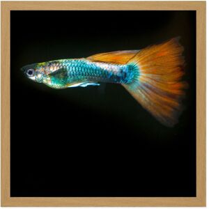 Artery8 Wall Art Print Warby Guppy Fish Sea Ocean Photo Square Framed Picture 16X16 Inch in Light Oak Size: W16" x H16" Light Oak W16" x H16" Artery8 Wall Art Print Warby Guppy Fish Sea Ocean Photo Square Framed Picture 16X16 Inch in Light Oak Size: W16" x H16" Light Oak W16" x H16"