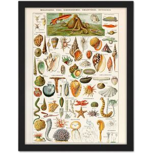 Artery8 Wall Art Print Millot Encyclopedia Page Shells Molluscs Large Framed Wall Décor Art in Brown Size: W18" x H24" Brown W18" x H24" Artery8 Wall Art Print Millot Encyclopedia Page Shells Molluscs Large Framed Wall Décor Art in Brown Size: W18" x H24" Brown W18" x H24"