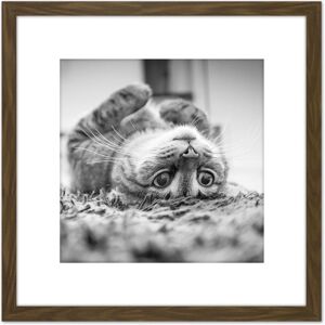 Artery8 Cat Kitten Lying Upside Down Carpet Black White Photo 8X8 Inch Square Wooden Framed Wall Art Print Picture with Mount in Brown Brown Artery8 Cat Kitten Lying Upside Down Carpet Black White Photo 8X8 Inch Square Wooden Framed Wall Art Print Picture with Mount in Brown Brown