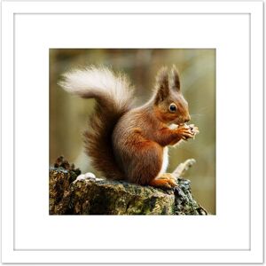 Artery8 Trimming Red Squirrel Eating Forest Nature Photo 8X8 Inch Square Wooden Framed Wall Art Print Picture with Mount in White White Artery8 Trimming Red Squirrel Eating Forest Nature Photo 8X8 Inch Square Wooden Framed Wall Art Print Picture with Mount in White White