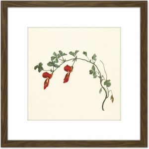 Artery8 Gould Running Postman Flower Botanical Illustration 8X8 Inch Square Wooden Framed Wall Art Print Picture with Mount in Brown Brown Artery8 Gould Running Postman Flower Botanical Illustration 8X8 Inch Square Wooden Framed Wall Art Print Picture with Mount in Brown Brown