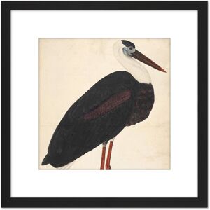 Artery8 Black Stork In A Landscape Indian Watercolour Bird Painting 8X8 Inch Square Wooden Framed Wall Art Print Picture with Mount Black Artery8 Black Stork In A Landscape Indian Watercolour Bird Painting 8X8 Inch Square Wooden Framed Wall Art Print Picture with Mount Black