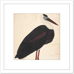 Artery8 Black Stork In A Landscape Indian Watercolour Bird Painting 8X8 Inch Square Wooden Framed Wall Art Print Picture with Mount in White White Artery8 Black Stork In A Landscape Indian Watercolour Bird Painting 8X8 Inch Square Wooden Framed Wall Art Print Picture with Mount in White White