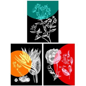 Artery8 Wall Art Print Pack of 3 A4 Colour Pop on Floral Black & White Plants Flower Botanical Invert Colour Living Room s Set Multicolor A4 Artery8 Wall Art Print Pack of 3 A4 Colour Pop on Floral Black & White Plants Flower Botanical Invert Colour Living Room s Set Multicolor A4