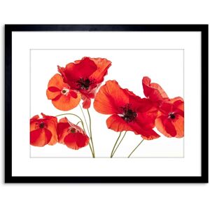 Artery8 Wall Art Print Photo Nature Flower Poppy Heads Red Petals Artwork Framed 9X7 Inch in Black Size: W7" x H9" Black W7" x H9" Artery8 Wall Art Print Photo Nature Flower Poppy Heads Red Petals Artwork Framed 9X7 Inch in Black Size: W7" x H9" Black W7" x H9"