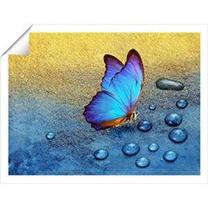 Warren Reed - Designer Butterfly On Dew Drops Unframed Art Print Size: W12" x H16" Multicolor W12" x H16" Warren Reed - Designer Butterfly On Dew Drops Unframed Art Print Size: W12" x H16" Multicolor W12" x H16"