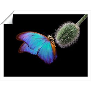 Warren Reed - Designer Bright Butterfly On A Poppy Bud Unframed Art Print Size: W20" x H30" Multicolor W20" x H30" Warren Reed - Designer Bright Butterfly On A Poppy Bud Unframed Art Print Size: W20" x H30" Multicolor W20" x H30"