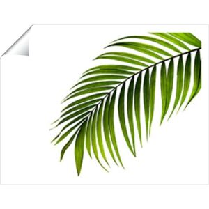 Warren Reed - Designer Single Palm Leaf Unframed Art Print Size: W8" x H10" Multicolor W8" x H10" Warren Reed - Designer Single Palm Leaf Unframed Art Print Size: W8" x H10" Multicolor W8" x H10"