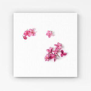 Warren Reed - Designer Pink Frangipani Flowers Canvas Size: W30" x H30" Pink W30" x H30" Warren Reed - Designer Pink Frangipani Flowers Canvas Size: W30" x H30" Pink W30" x H30"