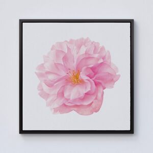 Warren Reed - Designer Single Cherry Blossom Framed Canvas in Black Size: W16" x H16" Black W16" x H16" Warren Reed - Designer Single Cherry Blossom Framed Canvas in Black Size: W16" x H16" Black W16" x H16"