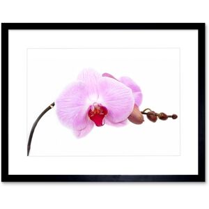 Artery8 Wall Art Print Pretty Pink Moth Orchid Flower Framed in Black Size: W7" x H9" Black W7" x H9" Artery8 Wall Art Print Pretty Pink Moth Orchid Flower Framed in Black Size: W7" x H9" Black W7" x H9"