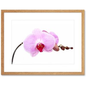 Artery8 Wall Art Print Pretty Pink Moth Orchid Flower Framed in Beige Size: W7" x H9" Beige W7" x H9" Artery8 Wall Art Print Pretty Pink Moth Orchid Flower Framed in Beige Size: W7" x H9" Beige W7" x H9"