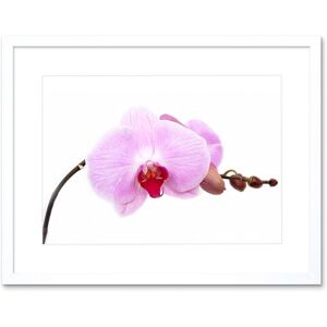 Artery8 Wall Art Print Pretty Pink Moth Orchid Flower Framed in White Size: W7" x H9" White W7" x H9" Artery8 Wall Art Print Pretty Pink Moth Orchid Flower Framed in White Size: W7" x H9" White W7" x H9"