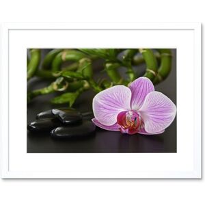 Artery8 Wall Art Print Pink Moth Orchid Black Stones Framed in White Size: W7" x H9" White W7" x H9" Artery8 Wall Art Print Pink Moth Orchid Black Stones Framed in White Size: W7" x H9" White W7" x H9"
