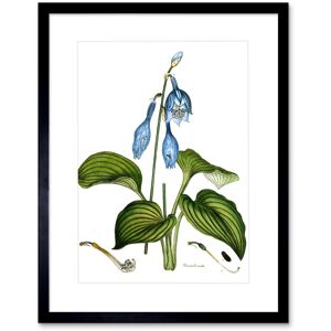 Artery8 Wall Art Print Flower Blue Day Lily Hemerocallis Caerulea Art Framed 9x7 inch in Black Size: W7" x H9" Black W7" x H9" Artery8 Wall Art Print Flower Blue Day Lily Hemerocallis Caerulea Art Framed 9x7 inch in Black Size: W7" x H9" Black W7" x H9"