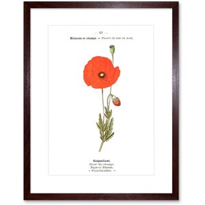 Artery8 Wall Art Print Flower Poppy Coquelicot Papaver Rhoeas Art Framed 9x7 inch in Brown Size: W7" x H9" Brown W7" x H9" Artery8 Wall Art Print Flower Poppy Coquelicot Papaver Rhoeas Art Framed 9x7 inch in Brown Size: W7" x H9" Brown W7" x H9"