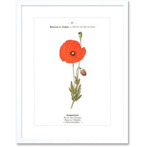 Artery8 Wall Art Print Flower Poppy Coquelicot Papaver Rhoeas Art Framed 9x7 inch in White Size: W7" x H9" White W7" x H9" Artery8 Wall Art Print Flower Poppy Coquelicot Papaver Rhoeas Art Framed 9x7 inch in White Size: W7" x H9" White W7" x H9"