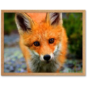 Artery8 Wall Art Print Baby Fox Portrait Cute Woodland Animal Wildlife Nature Photograph Art Framed in Light Oak Size: W12" x H16" Light Oak W12" x H16" Artery8 Wall Art Print Baby Fox Portrait Cute Woodland Animal Wildlife Nature Photograph Art Framed in Light Oak Size: W12" x H16" Light Oak W12" x H16"
