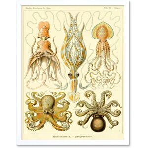Artery8 Wall Art Print Ernst Haeckel Octopus Squid Gamochonia Biology Sea Animal Nature Germany Vintage Art Framed in White Size: W12" x H16" White W12" x H16" Artery8 Wall Art Print Ernst Haeckel Octopus Squid Gamochonia Biology Sea Animal Nature Germany Vintage Art Framed in White Size: W12" x H16" White W12" x H16"