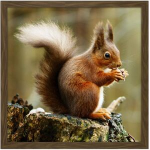 Artery8 Wall Art Print Trimming Red Squirrel Eating Forest Nature Photo Square Framed Picture 16X16 Inch in Brown Size: W16" x H16" Brown W16" x H16" Artery8 Wall Art Print Trimming Red Squirrel Eating Forest Nature Photo Square Framed Picture 16X16 Inch in Brown Size: W16" x H16" Brown W16" x H16"