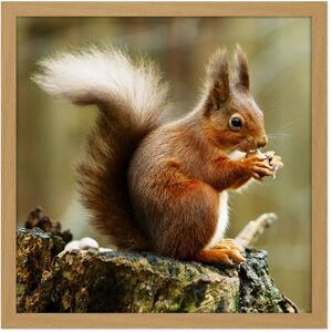 Artery8 Wall Art Print Trimming Red Squirrel Eating Forest Nature Photo Square Framed Picture 16X16 Inch in Light Oak Size: W16" x H16" Light Oak W16" x H16" Artery8 Wall Art Print Trimming Red Squirrel Eating Forest Nature Photo Square Framed Picture 16X16 Inch in Light Oak Size: W16" x H16" Light Oak W16" x H16"