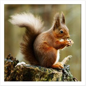 Artery8 Wall Art Print Trimming Red Squirrel Eating Forest Nature Photo Square Framed Picture 16X16 Inch in White Size: W16" x H16" White W16" x H16" Artery8 Wall Art Print Trimming Red Squirrel Eating Forest Nature Photo Square Framed Picture 16X16 Inch in White Size: W16" x H16" White W16" x H16"