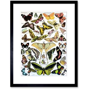 Artery8 Wall Art Print Butterflies Moths Scientific Artwork Framed 9X7 Inch in Black Size: W7" x H9" Black W7" x H9" Artery8 Wall Art Print Butterflies Moths Scientific Artwork Framed 9X7 Inch in Black Size: W7" x H9" Black W7" x H9"