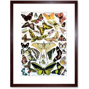 Artery8 Wall Art Print Butterflies Moths Scientific Artwork Framed 9X7 Inch in Brown Size: W7" x H9" Brown W7" x H9" Artery8 Wall Art Print Butterflies Moths Scientific Artwork Framed 9X7 Inch in Brown Size: W7" x H9" Brown W7" x H9"
