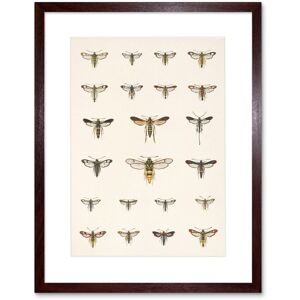 Artery8 Wall Art Print Scientific Moths Beutenmuller Biodiversity Artwork Framed 9X7 Inch in Brown Size: W7" x H9" Brown W7" x H9" Artery8 Wall Art Print Scientific Moths Beutenmuller Biodiversity Artwork Framed 9X7 Inch in Brown Size: W7" x H9" Brown W7" x H9"