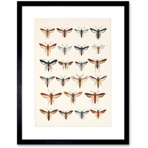 Artery8 Wall Art Print Scientific Moths Beutenmuller Artwork Framed 9X7 Inch in Black Size: W7" x H9" Black W7" x H9" Artery8 Wall Art Print Scientific Moths Beutenmuller Artwork Framed 9X7 Inch in Black Size: W7" x H9" Black W7" x H9"
