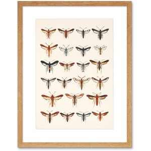 Artery8 Wall Art Print Scientific Moths Beutenmuller Artwork Framed 9X7 Inch in Beige Size: W7" x H9" Beige W7" x H9" Artery8 Wall Art Print Scientific Moths Beutenmuller Artwork Framed 9X7 Inch in Beige Size: W7" x H9" Beige W7" x H9"