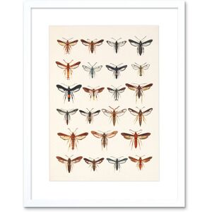 Artery8 Wall Art Print Scientific Moths Beutenmuller Artwork Framed 9X7 Inch in White Size: W7" x H9" White W7" x H9" Artery8 Wall Art Print Scientific Moths Beutenmuller Artwork Framed 9X7 Inch in White Size: W7" x H9" White W7" x H9"